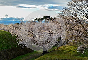Cherry blossom of Goryokaku Park, Hakodate, Japan