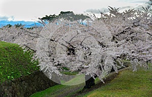 Cherry blossom of Goryokaku Park, Hakodate, Japan