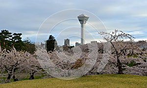 Cherry blossom of Goryokaku Park, Hakodate, Japan