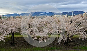 Cherry blossom of Goryokaku Park, Hakodate, Japan