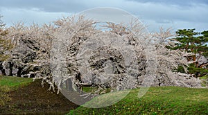 Cherry blossom of Goryokaku Park, Hakodate, Japan