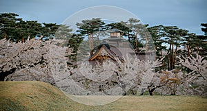 Cherry blossom of Goryokaku Park, Hakodate, Japan