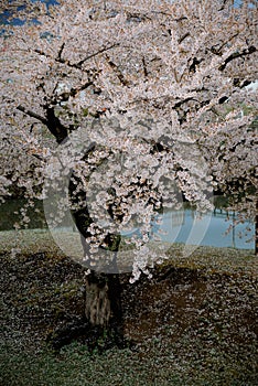 Cherry blossom of Goryokaku Park, Hakodate, Japan