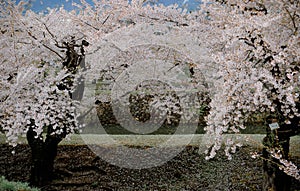 Cherry blossom of Goryokaku Park, Hakodate, Japan