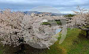 Cherry blossom of Goryokaku Park, Hakodate, Japan