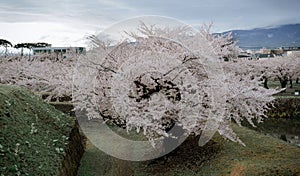 Cherry blossom of Goryokaku Park, Hakodate, Japan