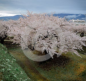 Cherry blossom of Goryokaku Park, Hakodate, Japan