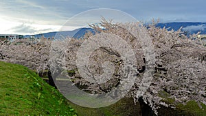 Cherry blossom of Goryokaku Park, Hakodate, Japan