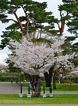 Cherry blossom of Goryokaku Park, Hakodate, Japan