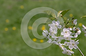 Cherry blossom on green.