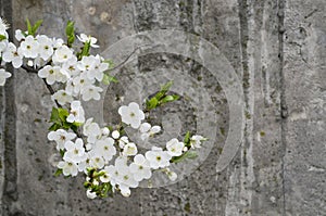 Cherry blossom on grunge concrete textured wall