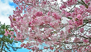 Cherry blossom hanami in Nara, Japan