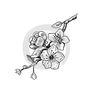 Cherry blossom. Hand drawn vector illustration in sketch style. Isolated on white. Freehand sakura outline. Spring