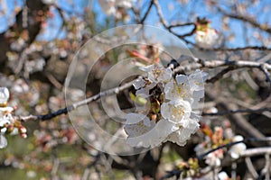 Cherry blossom is spring photo