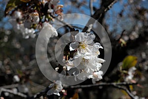 Cherry blossoms in spring photo