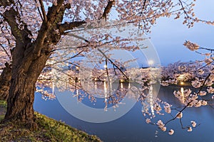 Cherry blossom at Hirosaki park, Japan