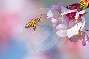Cherry Blossom and Honeybee photo