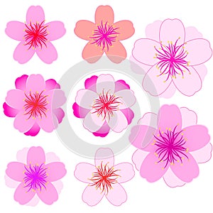 Cherry blossom icon set. Modern Vector illustration