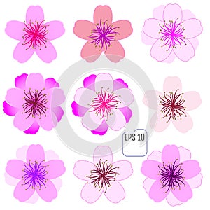 Cherry blossom icon set. Vector