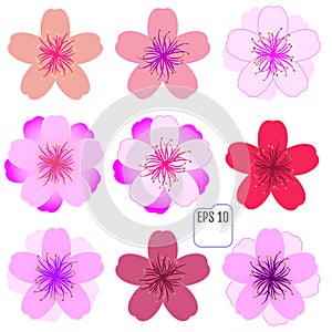 Cherry blossom icon set. Vector