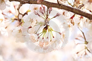 Cherry blossom at Inatori highland