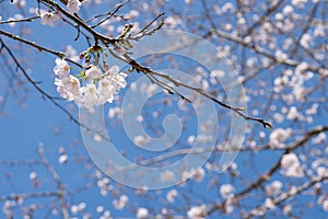 Cherry blossom inflorescence