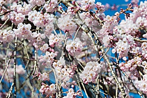 Cherry blossom at Ioji Temple on Nakasendo ancient road in Nakatsugawa, Gifu, Japan. Temple have a history of over 500 years