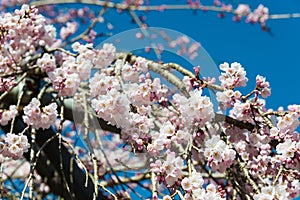 Cherry blossom at Ioji Temple on Nakasendo ancient road in Nakatsugawa, Gifu, Japan. Temple have a history of over 500 years