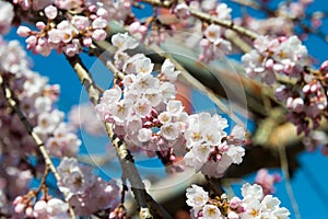 Cherry blossom at Ioji Temple on Nakasendo ancient road in Nakatsugawa, Gifu, Japan. Temple have a history of over 500 years