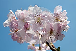 Cherry blossom isolate with sky blue color