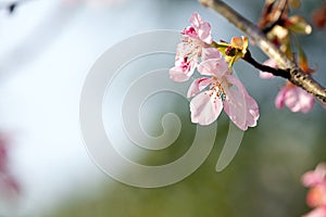 Cherry blossom isolate with sky blue color