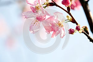 Cherry blossom isolate with sky blue color