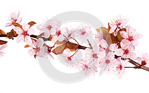 Cherry blossom isolate on white. Sakura. Beautiful flowers