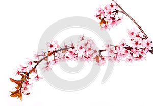 Cherry blossom isolate on white. Sakura. Beautiful pink flowers