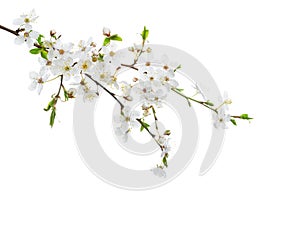 Cherry in blossom isolated on white background