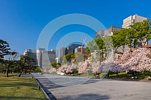 Cherry blossom in Japan, blossoming japanese sakura in beautiful spring Tokyo park