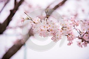 A cherry blossom in Japan called Sakura blooming on its branch in Spring