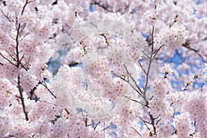 A cherry blossom in Japan called Sakura blooming on its branch in Spring