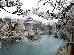 Cherry blossom, Japanese flowering cherry with castle