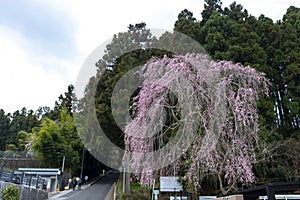 cherry Blossom of Japanese Sakura tree spring season or hanabi season in japan, outdoor pastel color background