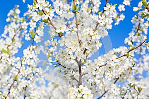 Cherry blossom, Japanese spring scenics