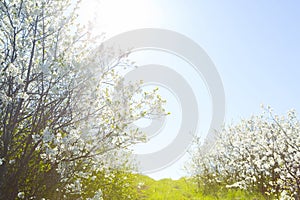 Cherry blossom, Japanese spring scenics