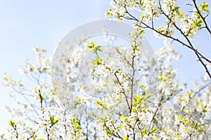 Cherry blossom, Japanese spring scenics