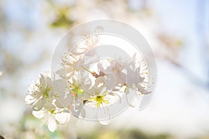 cherry blossom, Japanese spring scenics