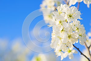 cherry blossom, Japanese spring scenics