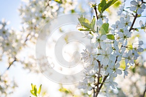 Cherry blossom, Japanese spring scenics