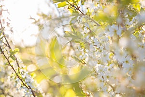 Cherry blossom, Japanese spring scenics