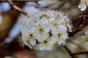 cherry blossom, Japanese spring scenics Spring flowers