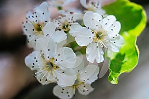 cherry blossom, Japanese spring scenics Spring flowers