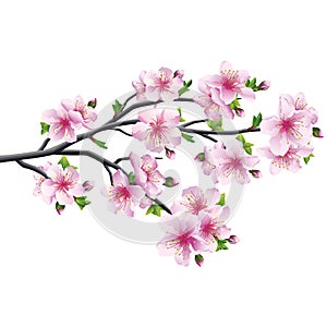 Cherry blossom, japanese tree sakura photo